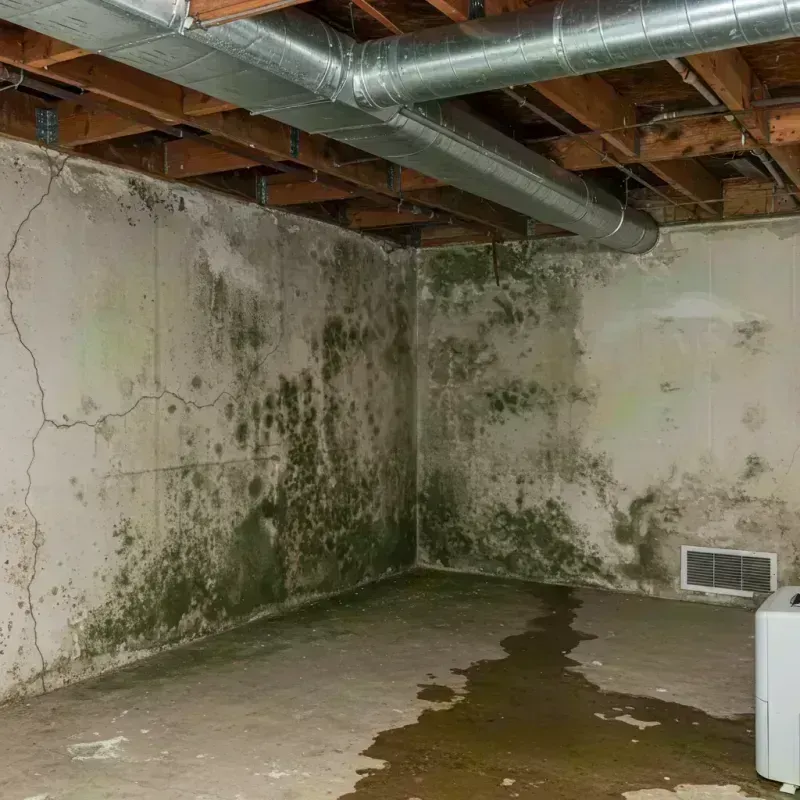 Professional Mold Removal in Kandiyohi County, MN